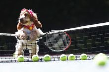 Olamsport.com: Теннис учрашувида тўпни кучуклар олиб бериб туришди (ВИДЕО)