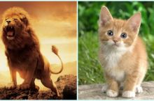 Кто ты — лев или котёнок?